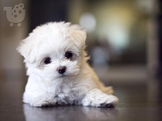 PoulaTo: Maltese toy